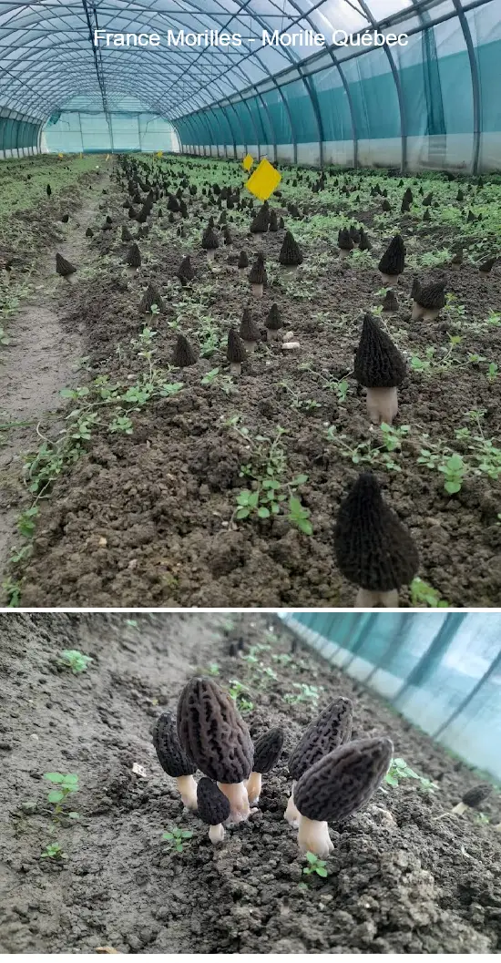 1 Must-Visit Gems in Saguenay, Quebec